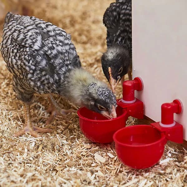 Set za automatsko napajanje kokoški i druge peradi Chick Drop 4